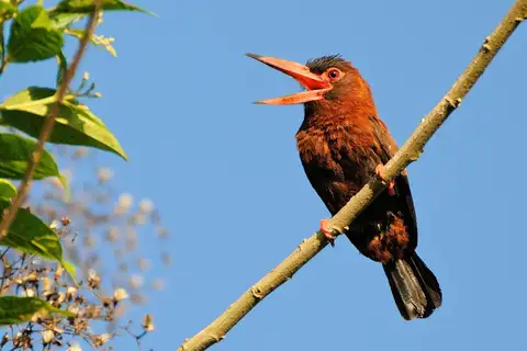 Purus Jacamar