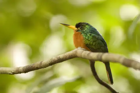 Yellow-billed Jacamar