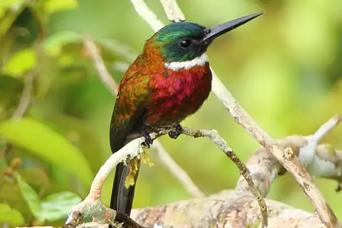 Purplish Jacamar