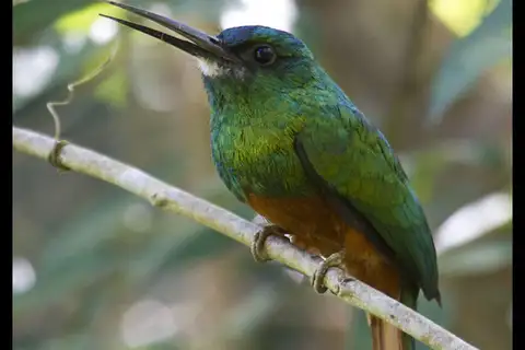 Bluish-fronted Jacamar