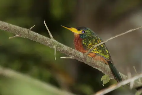 Blue-necked Jacamar