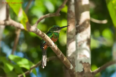 Green-tailed Jacamar