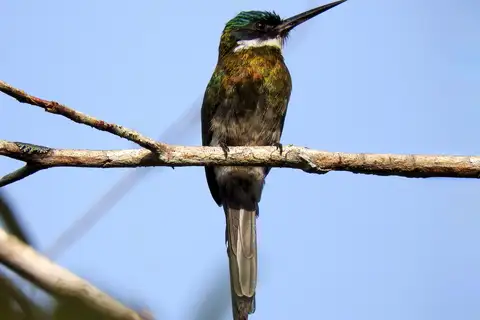 Bronzy Jacamar