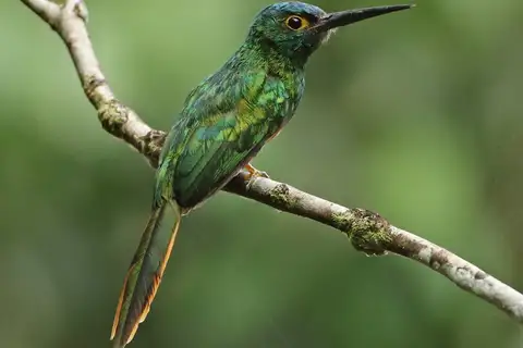 Coppery-chested Jacamar