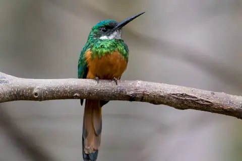 Rufous-tailed Jacamar