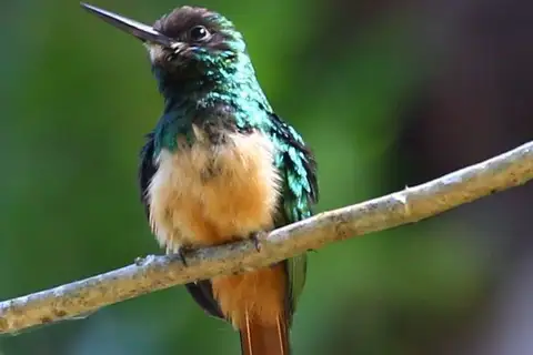 White-chinned Jacamar