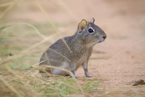 Spix's Yellow-toothed Cavy