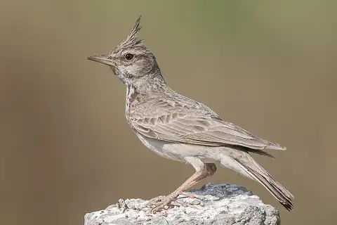 Crested Lark