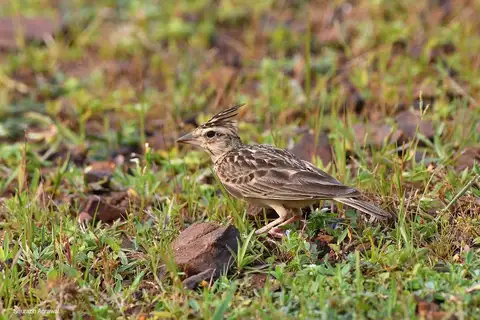 Sykes's Lark