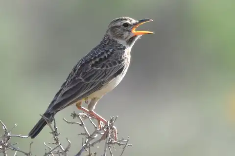 Large-billed Lark