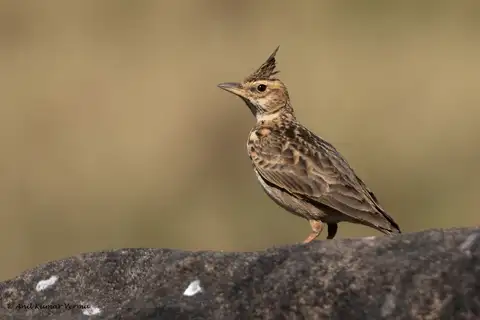 Malabar Lark