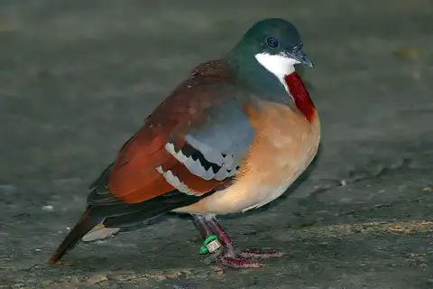Mindanao Bleeding-heart