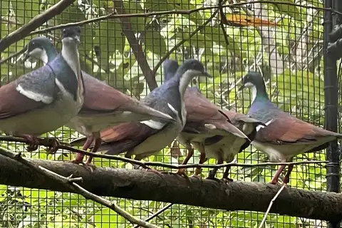 Negros Bleeding-heart