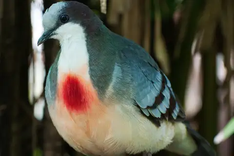 Luzon Bleeding-heart
