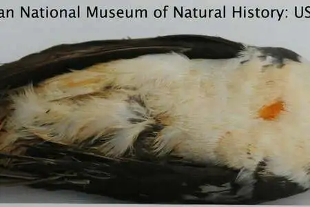 Mindoro Bleeding-heart