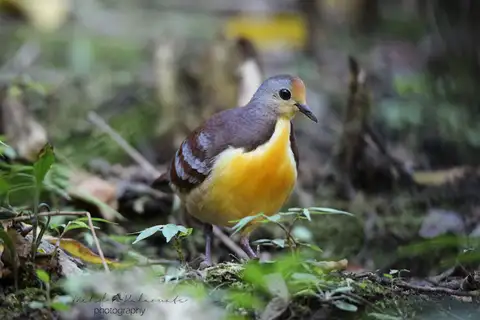 Cinnamon Ground Dove