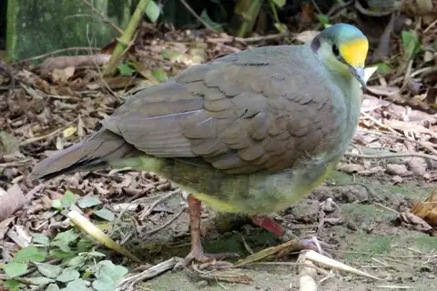 Sulawesi Ground Dove