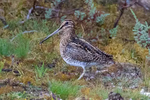 Puna Snipe