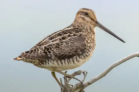 Wilson's Snipe
