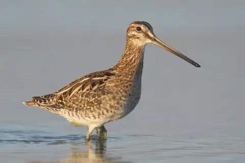 Common Snipe