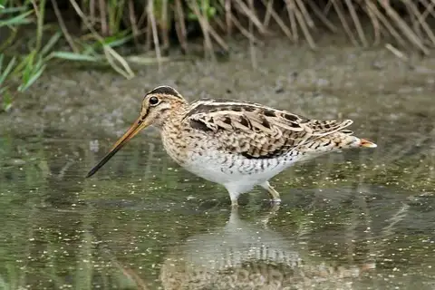 Latham's Snipe