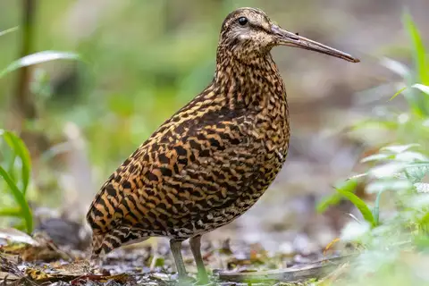 Imperial Snipe