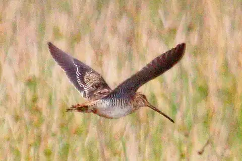 Madagascar Snipe