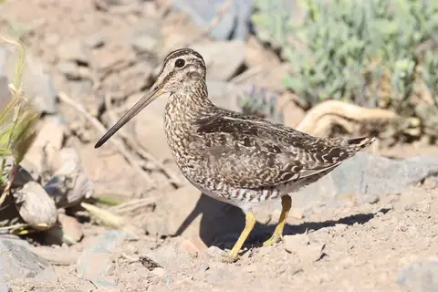 Magellanic Snipe