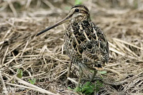 Swinhoe's Snipe