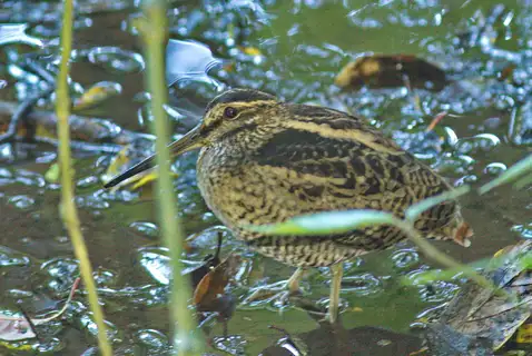 Wood Snipe