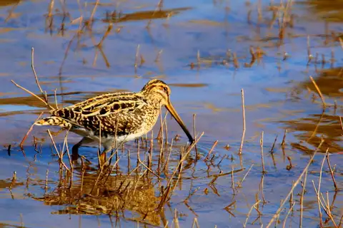 African Snipe