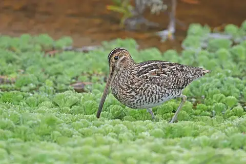Noble Snipe