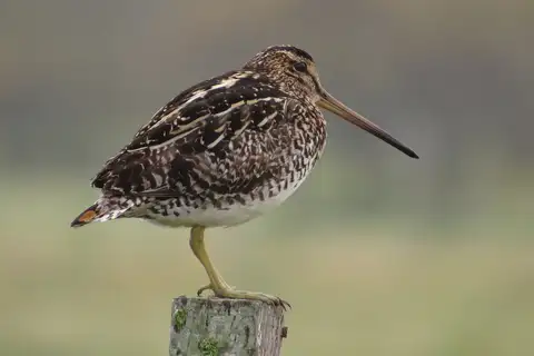 Pantanal Snipe