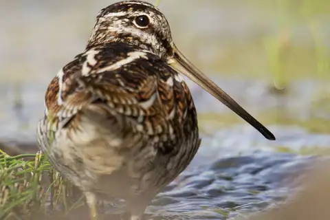 Solitary Snipe