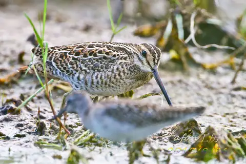 Pin-tailed Snipe