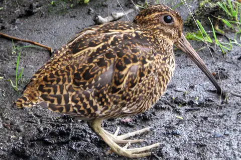 Fuegian Snipe