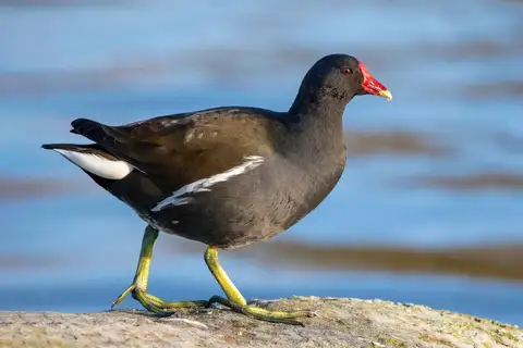 Common Moorhen
