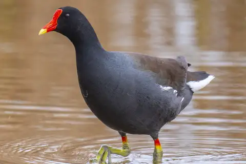 Common Gallinule