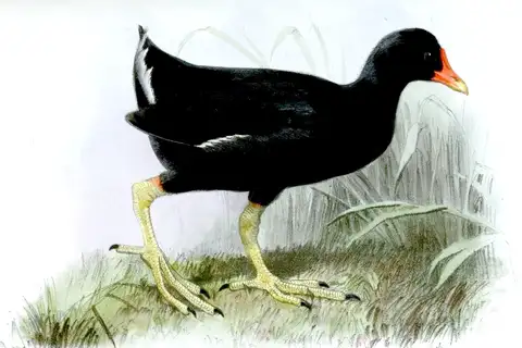 Tristan Moorhen