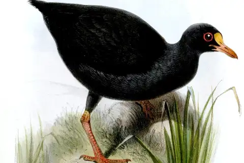 Samoan Woodhen