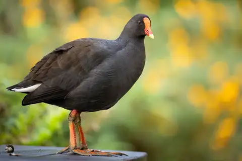 Dusky Moorhen
