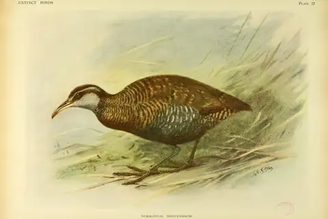 Dieffenbach's Rail