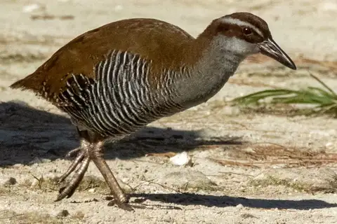 Guam Rail