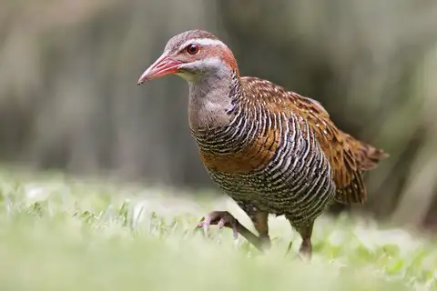 Buff-banded Rail