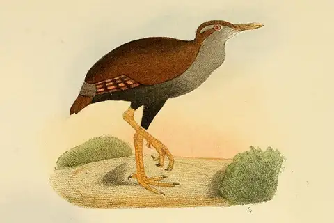 Bar-winged Rail