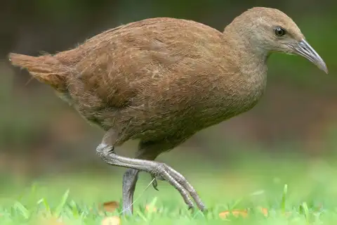 Lord Howe Woodhen