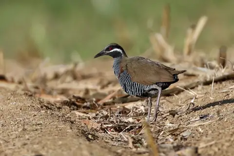 Barred Rail
