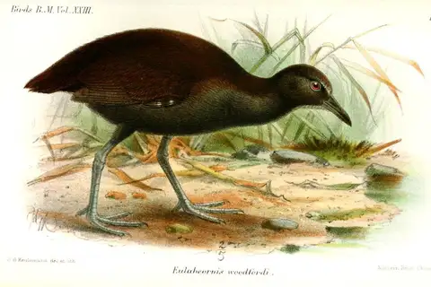 Woodford's Rail