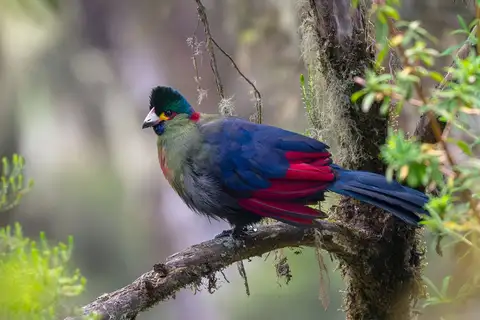 Rwenzori Turaco