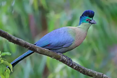 Purple-crested Turaco